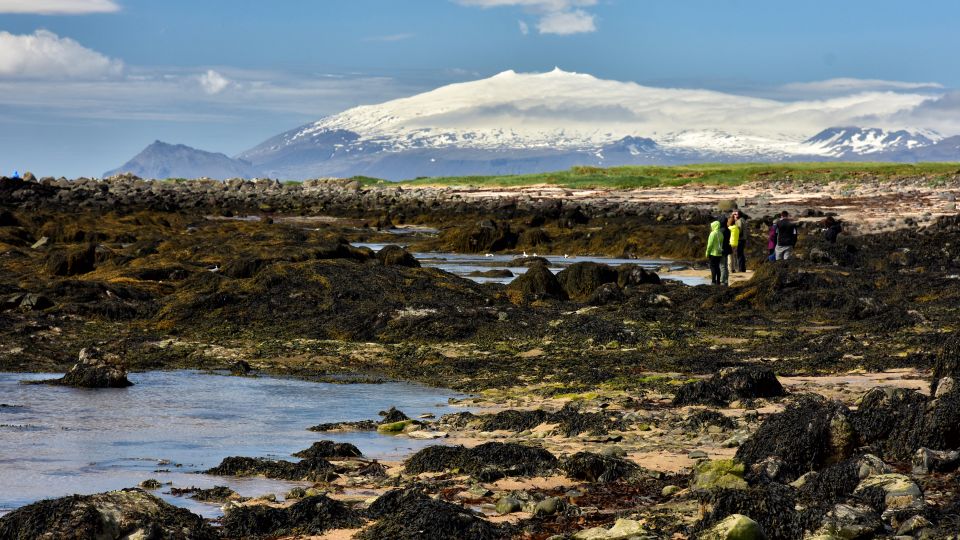 From Reykjavik: Snaefellsnes National Park - Small Group - Ytri Tunga: where you can look for seals and enjoy a different beach vibe