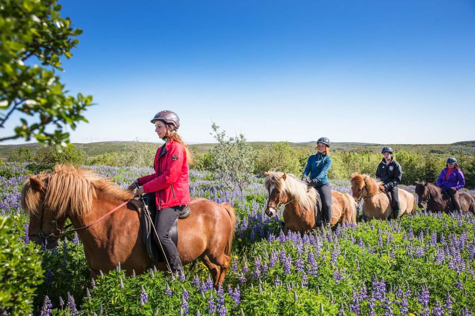 From Reykjavík: Viking Horseback Tour in Hafnarfjörður - What you’ll ride: gaits, paces, and how control plays out