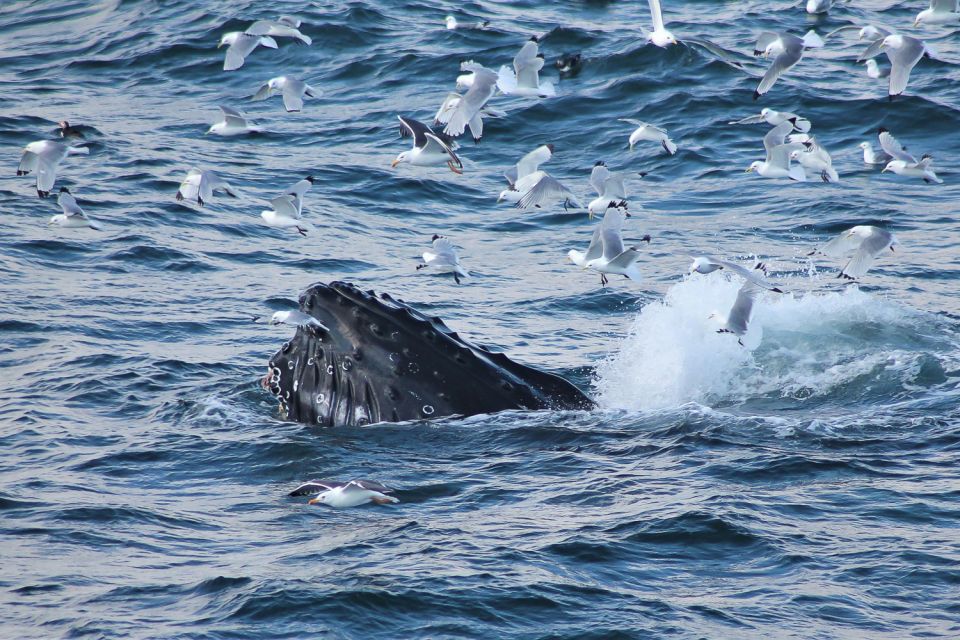 From Reykjavik: Whale Watching Tour - Key Things You’ll Notice On This Whale Watching Cruise
