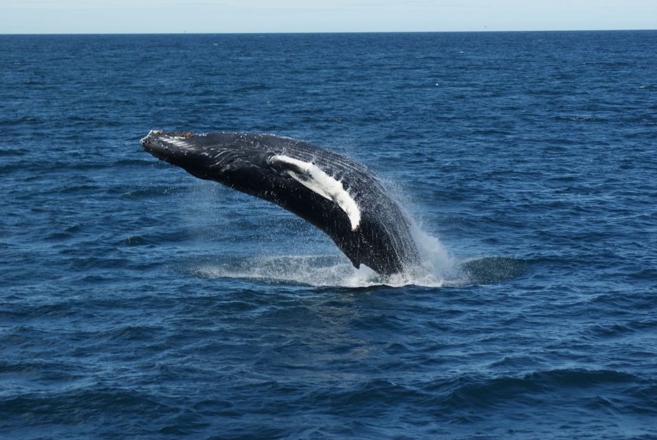 From Reykjavik: Whale Watching Tour - Should You Book This Tour? My Decision Guide