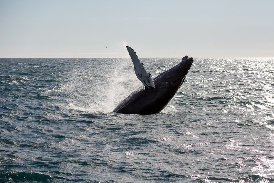 From Reykjavik: Whale Watching Tour - From Geirsgata 11 Out to the Bay: How the Tour Starts