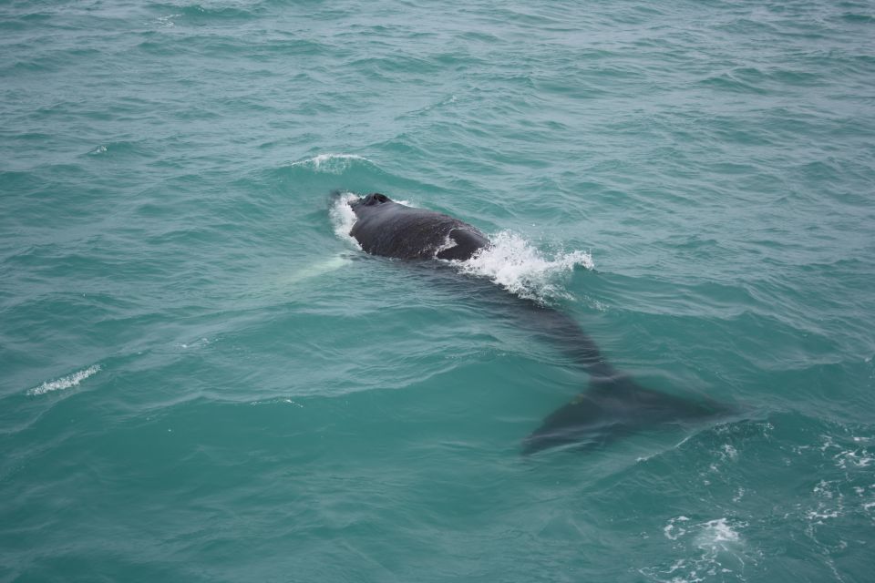 From Reykjavik: Whale Watching Tour - Faxaflói Bay: Where You’re Actually Looking for Humpbacks and Dolphins