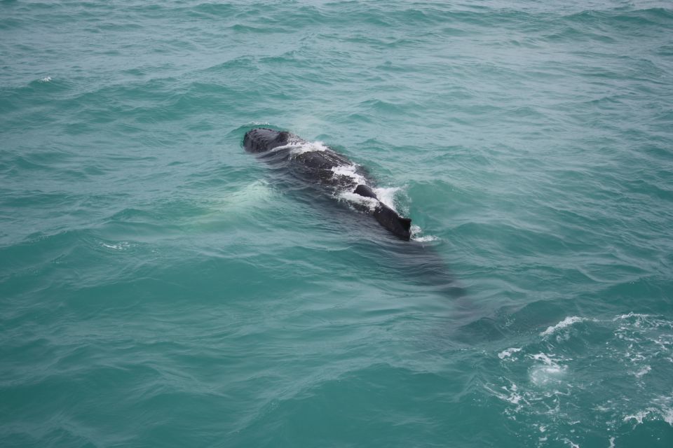 From Reykjavik: Whale Watching Tour - How They Keep You Warm and Sane on a Cold Iceland Sea