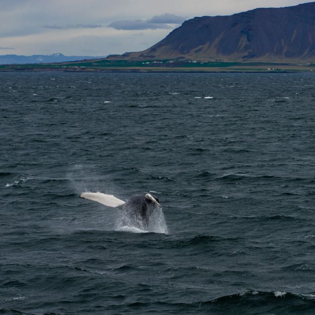 From Reykjavik: Whale Watching Tour - Price and Value: What $103 Buys You in Real Terms