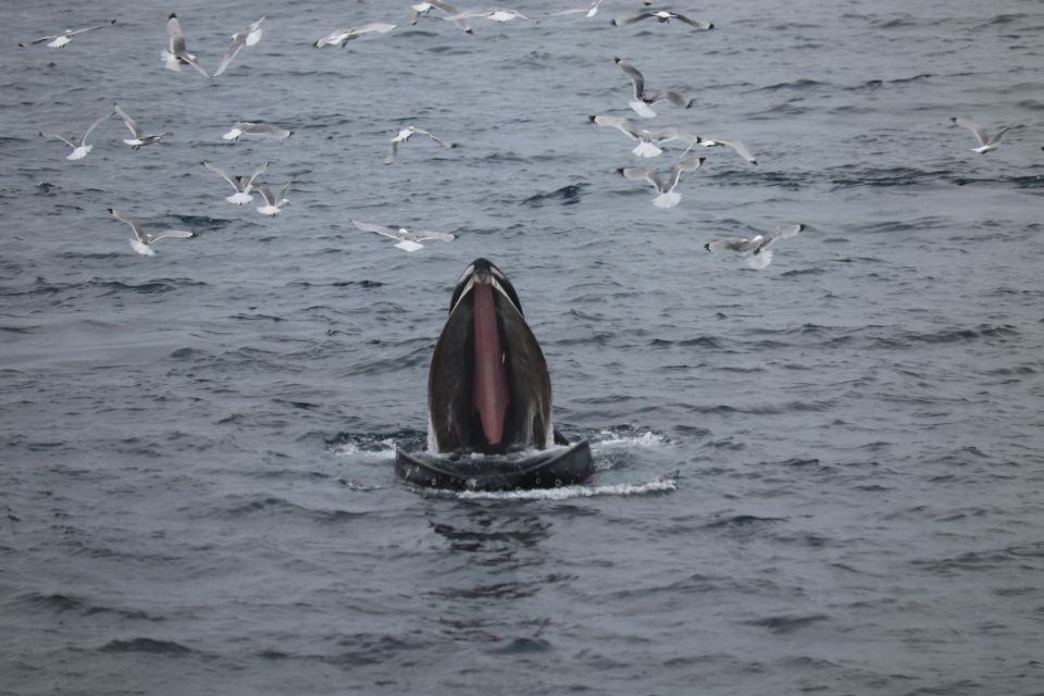 From Reykjavik: Whale Watching Tour - Practical Tips That Improve Your Chances and Comfort