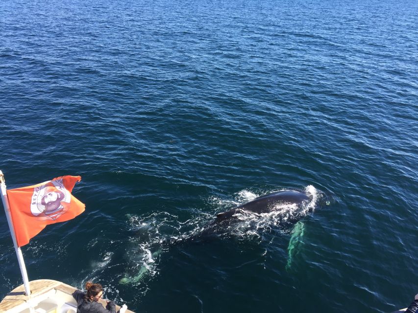 From Reykjavik: Whale Watching Tour - Who Should Book This Whale Watching Tour