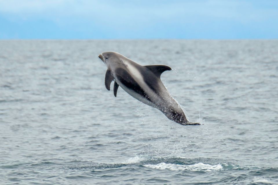 From Reykjavik: Whale Watching Tour by Speedboat - Key things I’d mark on your mental map