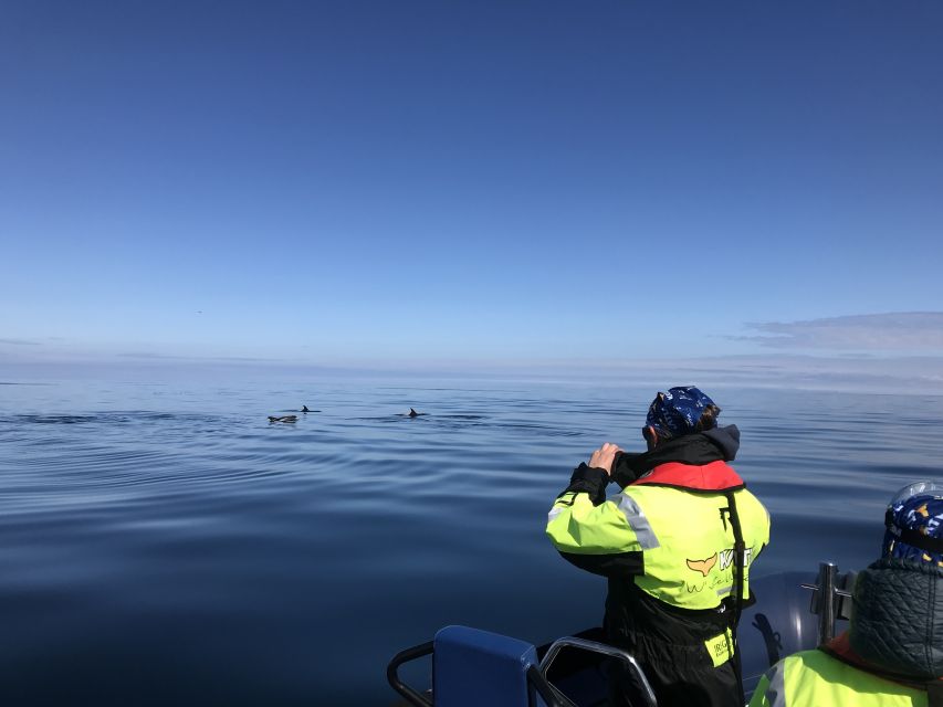 From Reykjavik: Whale Watching Tour by Speedboat - On the RIB: comfort, safety, and what “close” really means