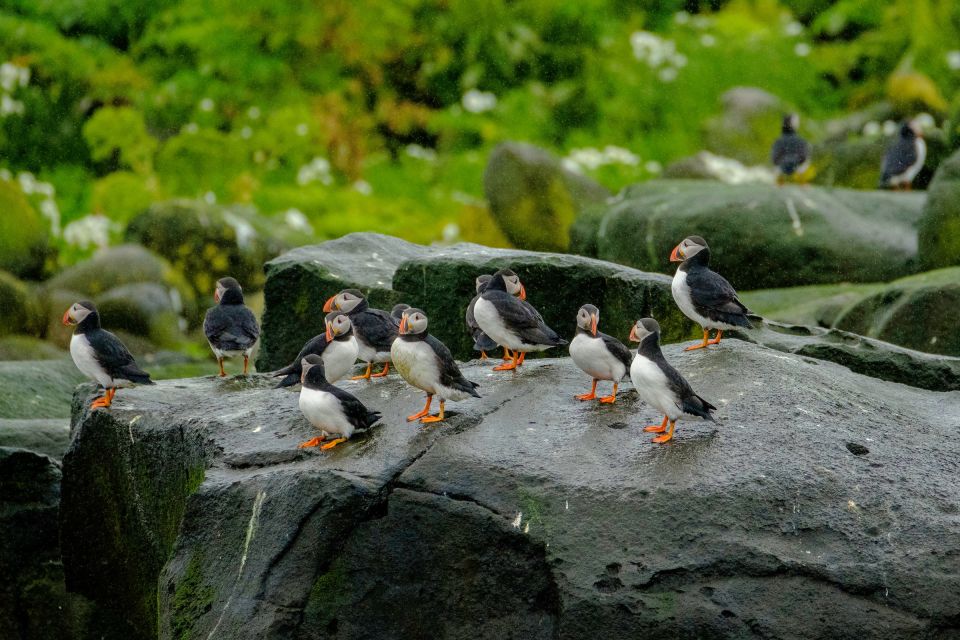 From Reykjavik: Whale Watching Tour by Speedboat - Puffins up close: nesting islands and that one egg