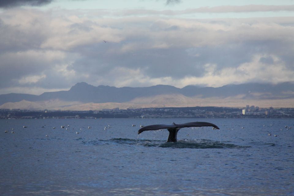 From Reykjavik: Whale Watching Tour by Speedboat - Who should book this RIB whale watching (and who should skip it)