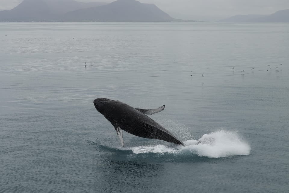 From Reykjavik: Whale Watching Tour - The Kollafjöður Coast Stop: Birds, Quiet Water, and Good Watching Light