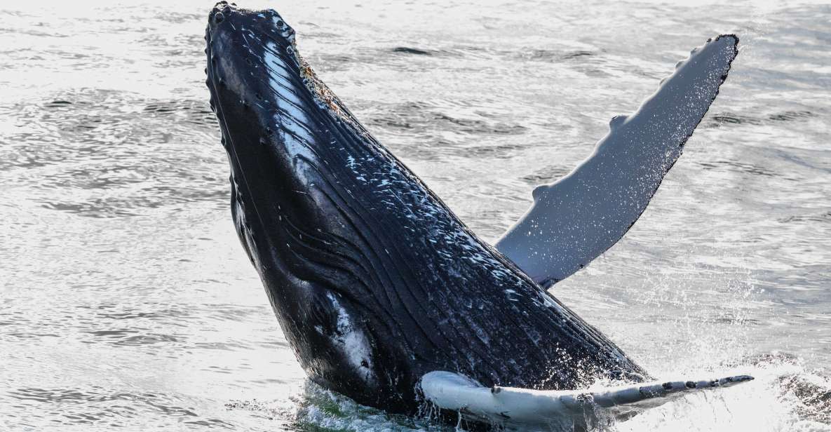 From Reykjavik: Whales and Northern Lights Boat Tour - Day cruise: finding whales in Faxaflói Bay
