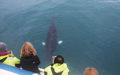 From Reykjavik: Whales and Northern Lights Boat Tour - Meeting at Old Harbour and finding Special Tours quickly