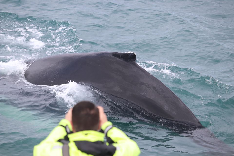 From Reykjavik: Whales and Northern Lights Boat Tour - The on-board extras that make a long day easier