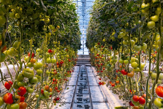 Golden Circle and Lunch at Fridheimar Tomato Farm - with photos - Guide and pacing: why the small group matters