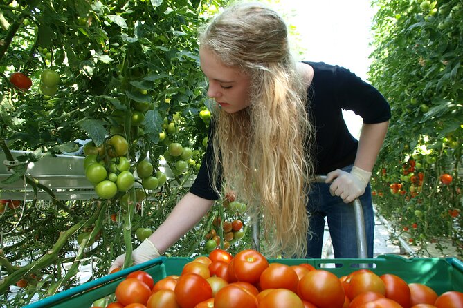 Golden Circle Tales, Tomato Farm & Kerid – Small Group from RVK - Oxararfoss and Efstidalur II: Short Stops That Add Real Texture