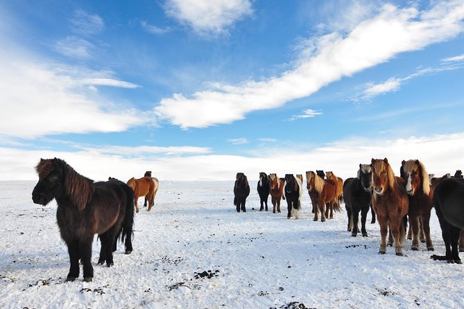 Golden Circle & Viking Horse Experience - Price and value: what $191.08 buys you in practice