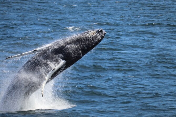 Guided Whale Watching Experience from Reykjavik - Quick Hits on This Reykjavík Whale Watch
