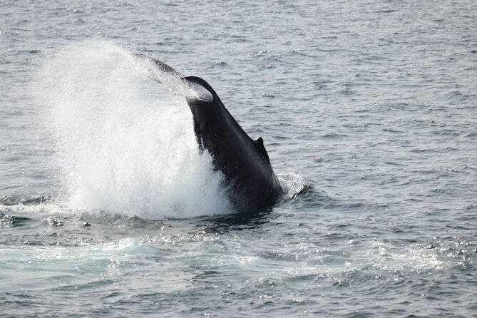 Guided Whale Watching Experience from Reykjavik - Setting Sail at Geirsgata 11: Old Harbour, quick check-in, big bay energy