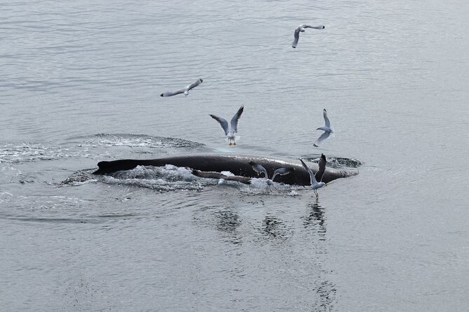 Guided Whale Watching Experience from Reykjavik - Deck time vs. cabin time: how the cold and rough water affects the experience
