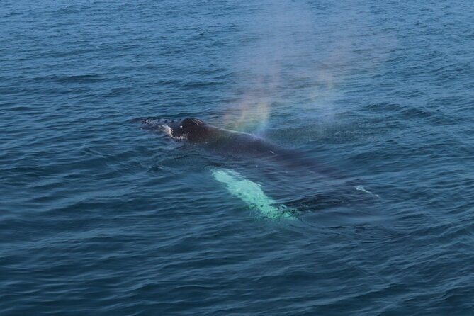 Guided Whale Watching Experience from Reykjavik - Price and value: is $97 worth it for whale watching from Reykjavík?