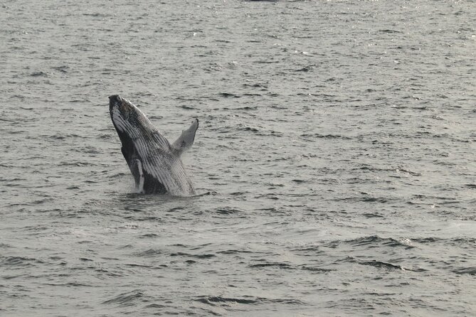Guided Whale Watching Experience from Reykjavik - Small-group feel, big-boat reality: what the max 198 cap means