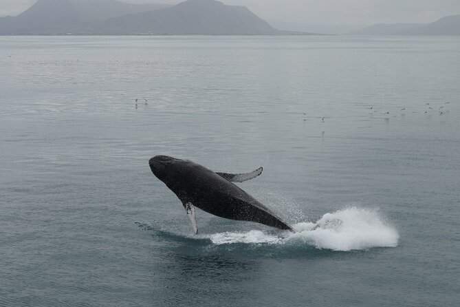 Guided Whale Watching Experience from Reykjavik - Heated Cabins, Overalls, and Seasickness Help: staying comfortable is half the win
