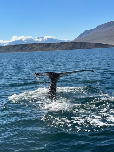 Hauganes: Whale Watching North Iceland - Key Highlights That Matter on the Water