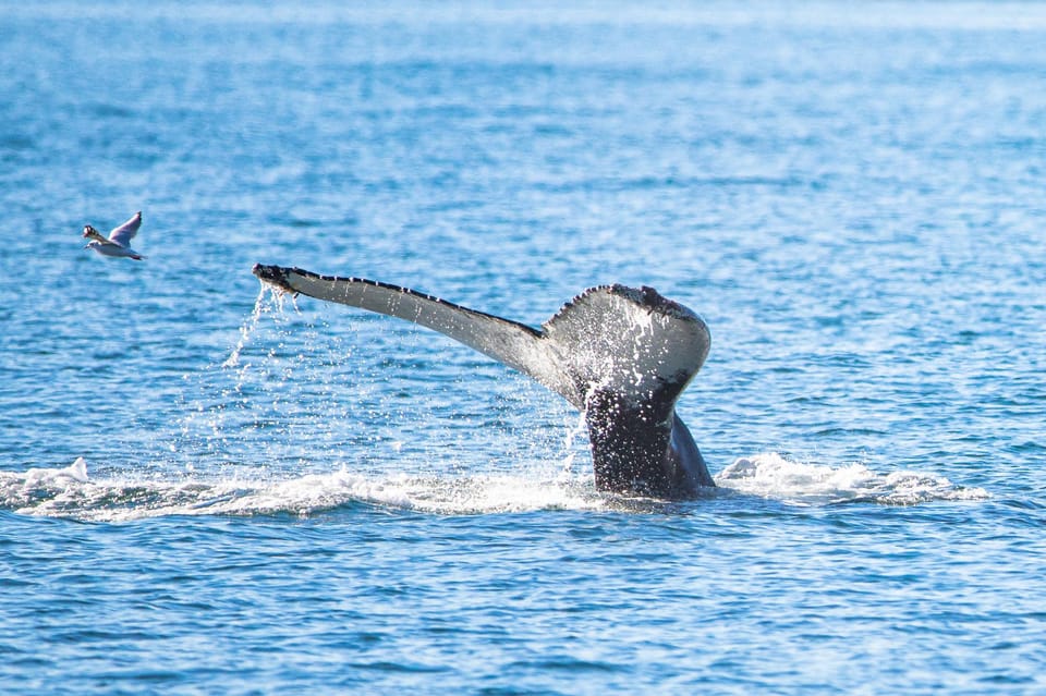 Hauganes: Whale Watching North Iceland - Starting at Hafnargata 2: Hauganes Gets You Close to the Action