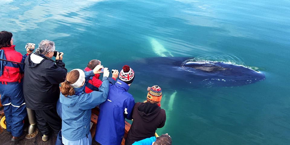 Hauganes: Whale Watching North Iceland - More Whale Time, Less Long Sailing: The Efficiency Advantage