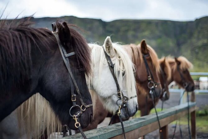 Horse Riding Tour in Reykjadalur (Smoky Valley)-All Riding Levels - Key Things to Know Before You Saddle Up