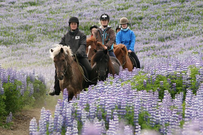 Horseback Riding Tour in Iceland - Who should book this horseback tour near Reykjavík?