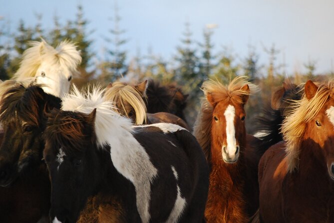 Horseback Riding Tour in Iceland - Price, value, and how to decide if it’s worth it