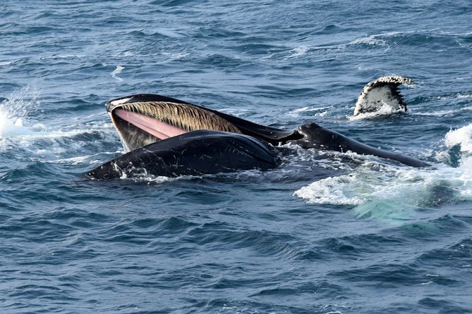 Iceland Super Saver: Northern Lights Cruise plus Whale-Watching Tour from Reykjavik - Key Points to Know Before You Go