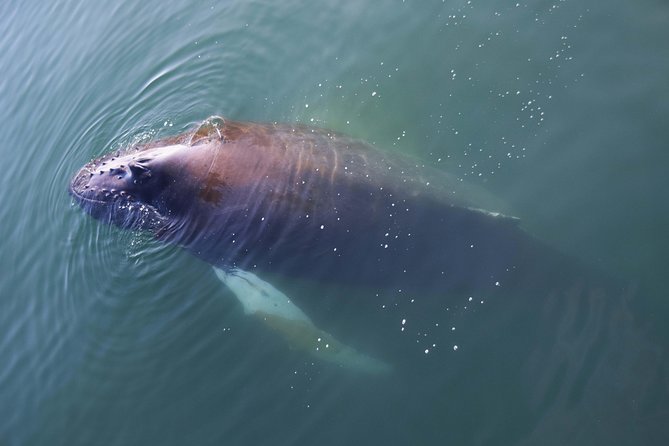 Iceland Super Saver: Northern Lights Cruise plus Whale-Watching Tour from Reykjavik - Old Harbour Timing: When 9pm or 10pm Changes Your Whole Evening