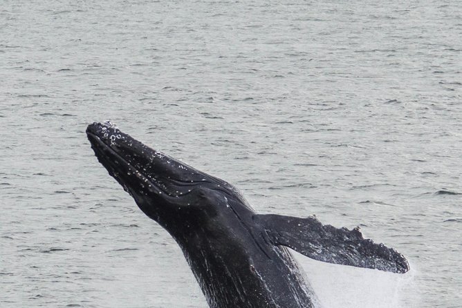 Iceland Super Saver: Northern Lights Cruise plus Whale-Watching Tour from Reykjavik - Northern Lights Cruise in Faxaflói Bay: Myths, Science, and Real Chances