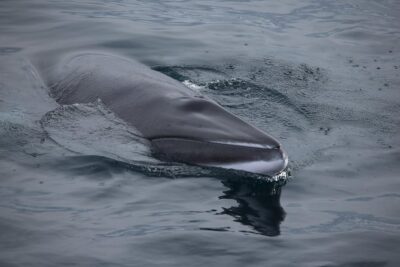 Iceland Super Saver: Northern Lights Cruise plus Whale-Watching Tour from Reykjavik - Getting Warm on a Cold Boat: Overalls, Heated Seating, and Motion Support