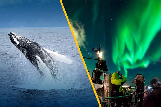 Iceland Super Saver: Northern Lights Cruise plus Whale-Watching Tour from Reykjavik - How the Guides and Storytelling Actually Affect Your Experience