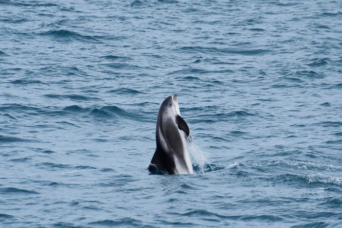Iceland Super Saver: Northern Lights Cruise plus Whale-Watching Tour from Reykjavik - Price and Value: Is $186.74 a Smart Buy?