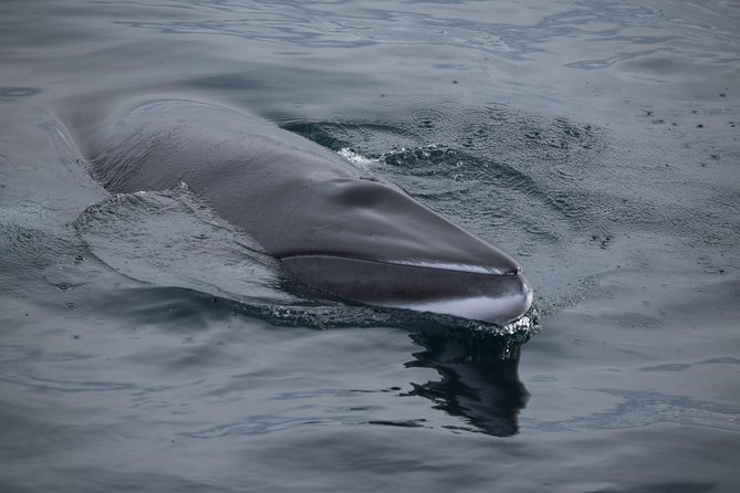 Iceland Super Saver: Northern Lights Cruise plus Whale-Watching Tour from Reykjavik - Getting Warm on a Cold Boat: Overalls, Heated Seating, and Motion Support