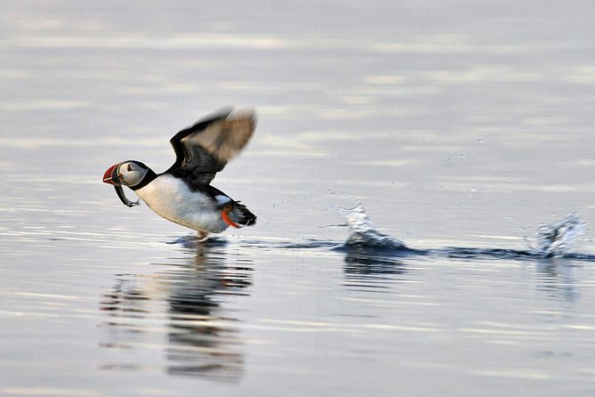 Iceland Super Saver: Puffin Cruise plus Whale-Watching Tour from Reykjavik - Where you meet (and why the location matters)