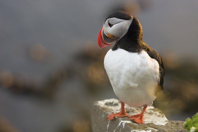 Iceland Super Saver: Puffin Cruise plus Whale-Watching Tour from Reykjavik - Whale watching in Faxafloi Bay: how you spot minke and humpbacks