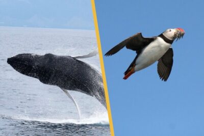 Iceland Super Saver: Puffin Cruise plus Whale-Watching Tour from Reykjavik - The puffin cruise at Akurey: what you’ll see from the boat