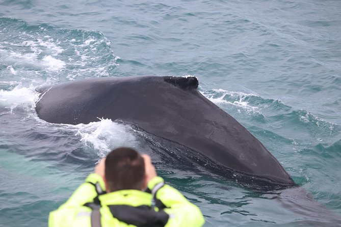 Iceland Super Saver: Puffin Cruise plus Whale-Watching Tour from Reykjavik - Order flexibility: when doing puffins first can be a smart move
