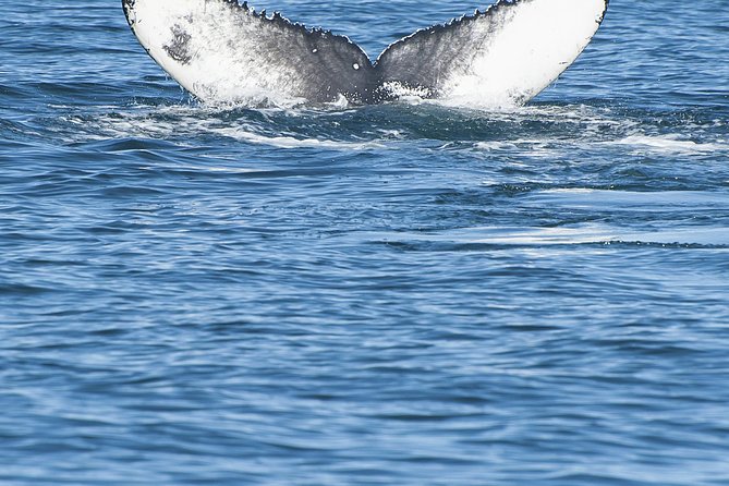 Iceland Super Saver: Puffin Cruise plus Whale-Watching Tour from Reykjavik - Value for $156.19: what you’re really buying