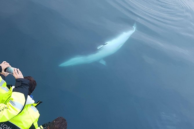 Iceland Super Saver: Puffin Cruise plus Whale-Watching Tour from Reykjavik - Photo expectations: what you can and can’t count on