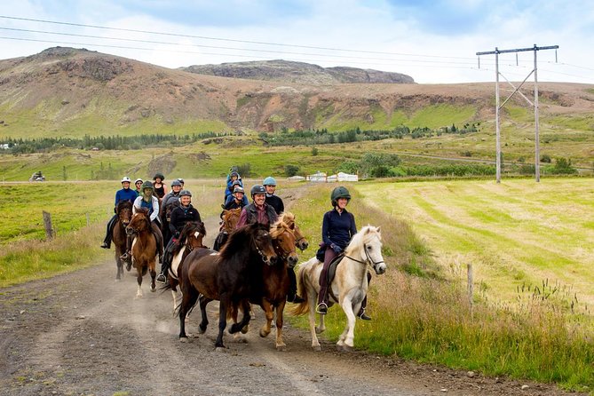 Icelandic Horse Riding and Whale Watching Cruise from Reykjavík - What the Wildlife Exhibition Adds Before You Saddle Up