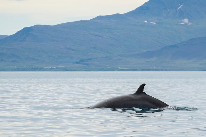 Icelandic Horse Riding and Whale Watching Cruise from Reykjavík - Elding Whale Watching Cruise: Faxaflói Bay and Real Marine Life