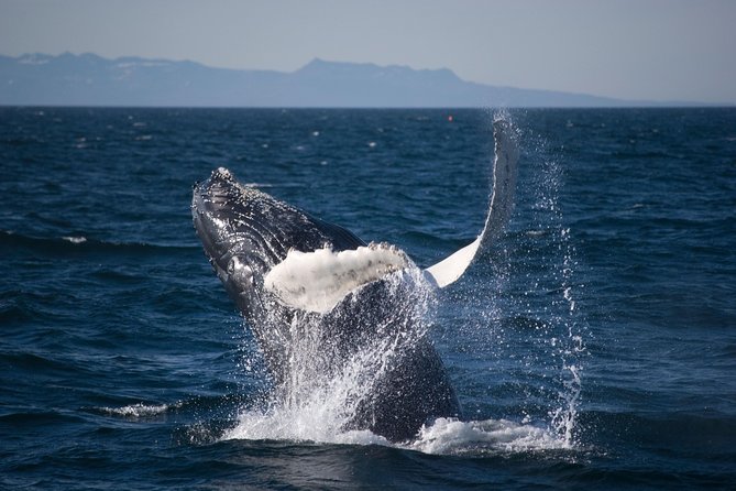 Icelandic Horse Riding and Whale Watching Cruise from Reykjavík - Timing and the Two Meeting Points That Keep the Day Running