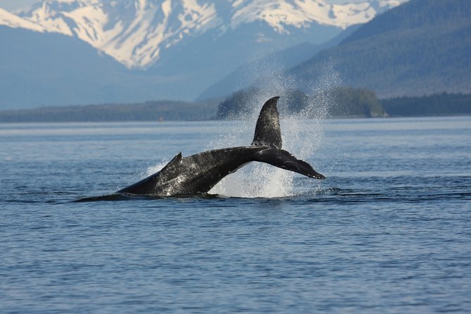 Icelandic Horse Riding and Whale Watching Cruise from Reykjavík - Price and Value: Why This Package Can Make Sense at $280